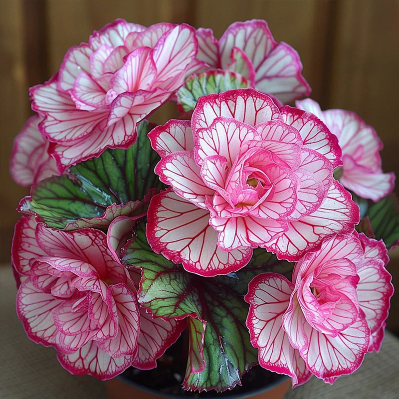 Painted Begonia Seeds - Image 2