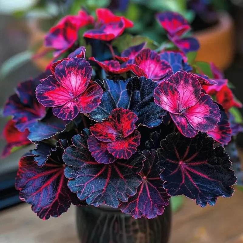 Painted Begonia Seeds - Image 5