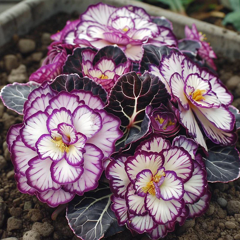 Painted Begonia Seeds - Image 6
