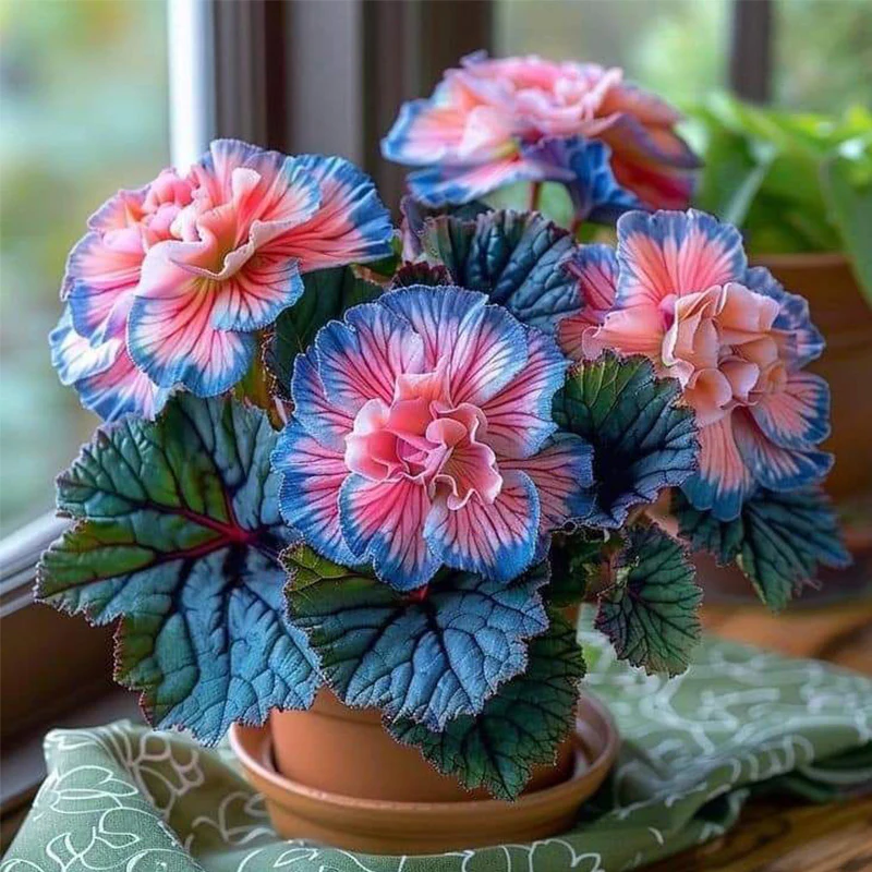 Painted Begonia Seeds - Image 9