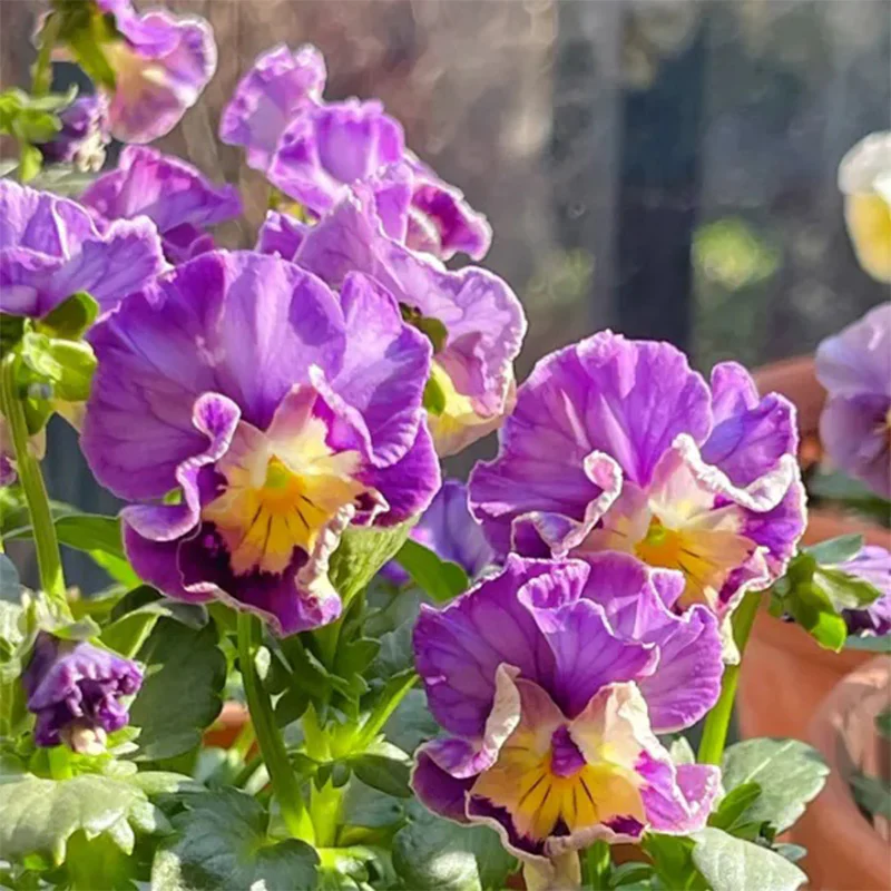 Pansy Winter Elf Series - I Miss You Endlessly - Image 12