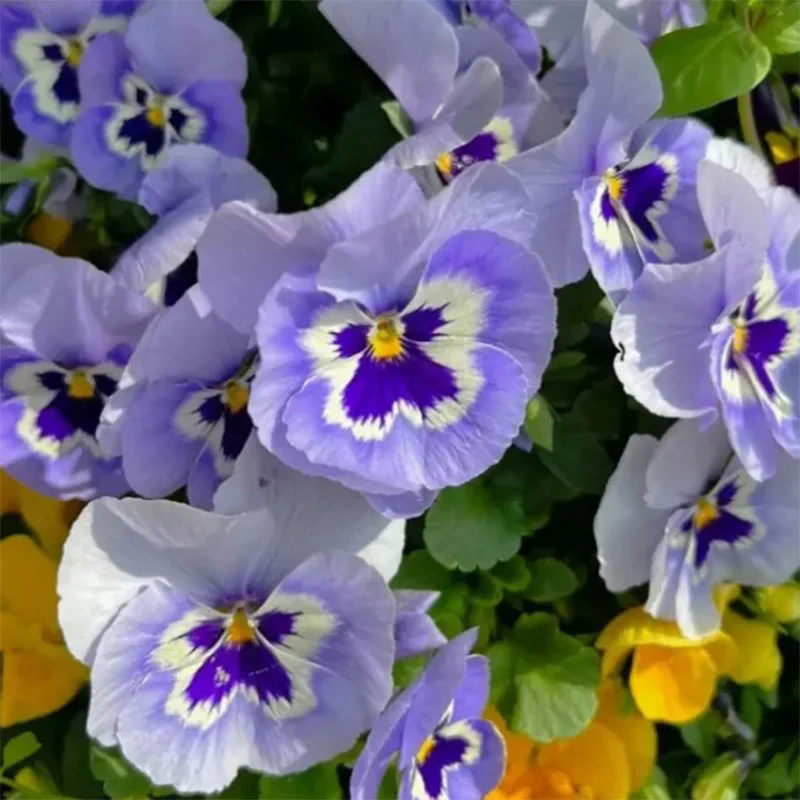 Pansy Winter Elf Series - I Miss You Endlessly - Image 14
