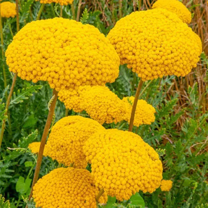 Parker's Variety Yarrow