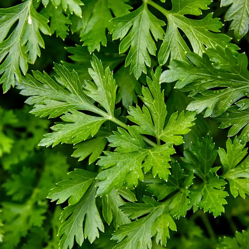 Parsley, Single Italian - Image 4
