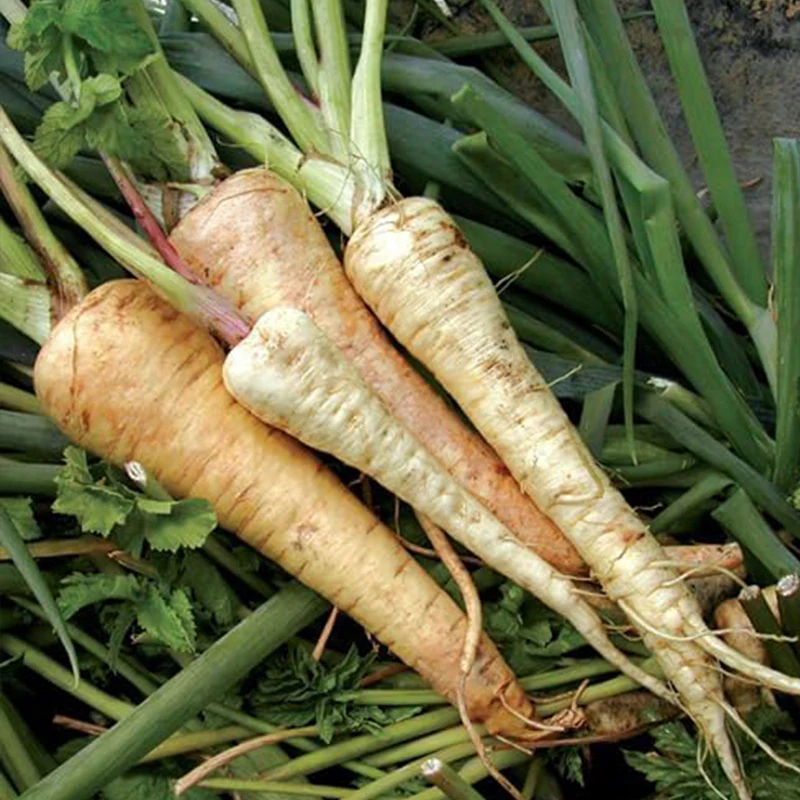 Parsnip Vegetable Seeds - Image 4