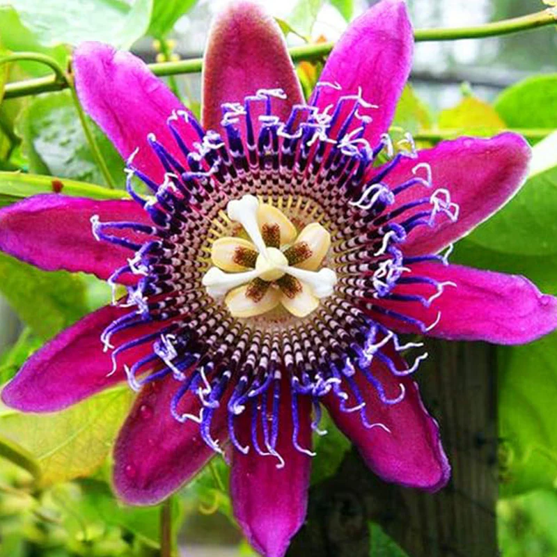 Passionfruit MixSeeds Flowers Easy to Grow Planting for Outdoor Indoor Home Bonsai - Image 2