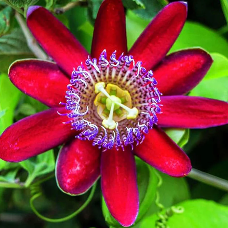 Passionfruit MixSeeds Flowers Easy to Grow Planting for Outdoor Indoor Home Bonsai - Image 3