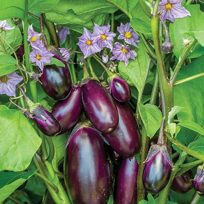 Patio Baby Eggplant Seeds - Image 2