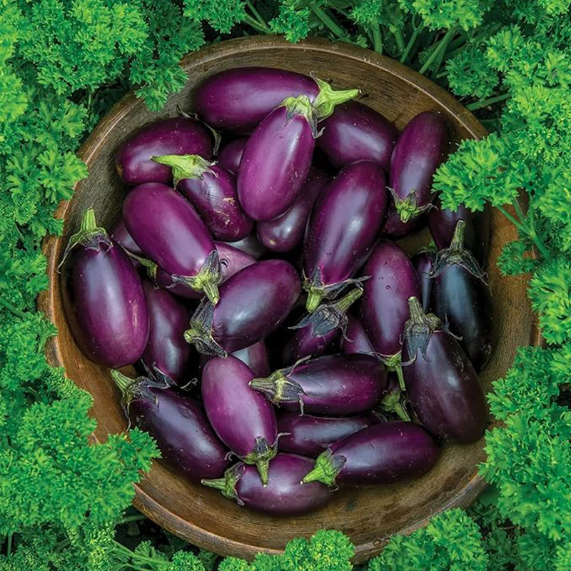 Patio Baby Eggplant Seeds - Image 3
