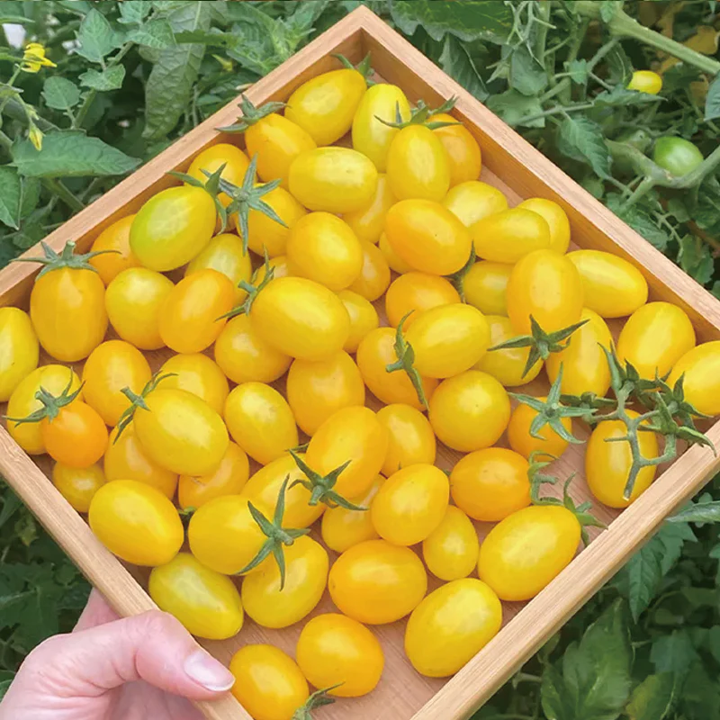 Patio Choice Yellow Cherry Tomato Seeds - Image 5