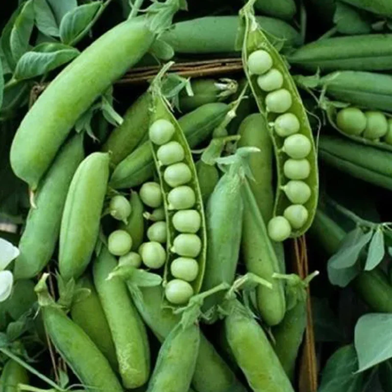 Pea Karina Organic - Image 2