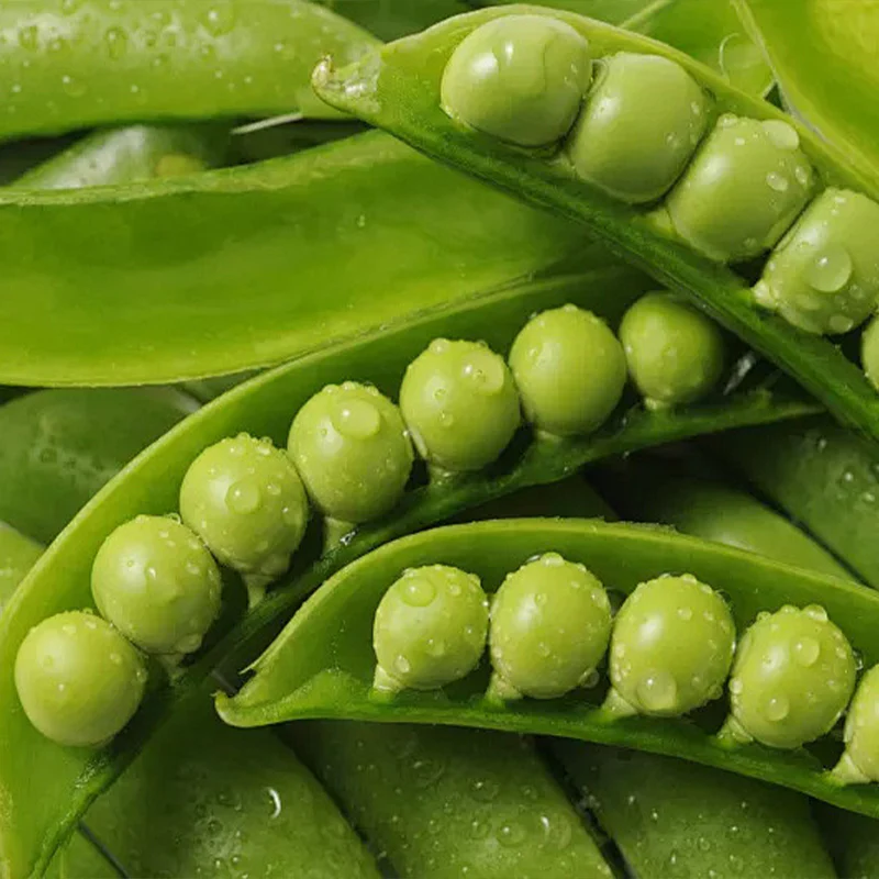 Pea Karina Organic - Image 4