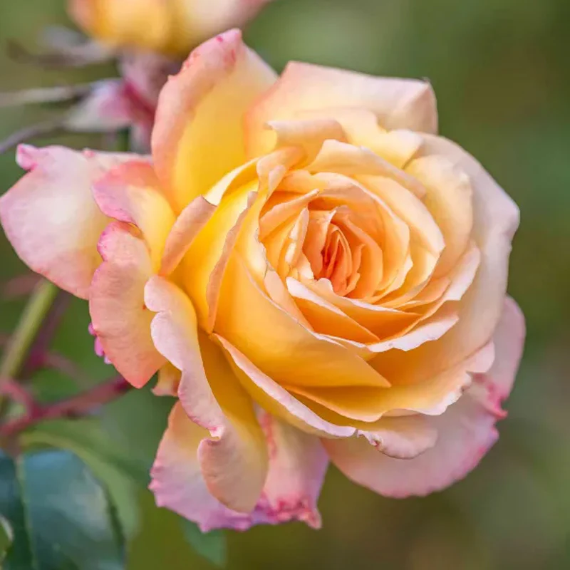 Peaceful Roses - The Messenger of Peace - Image 3