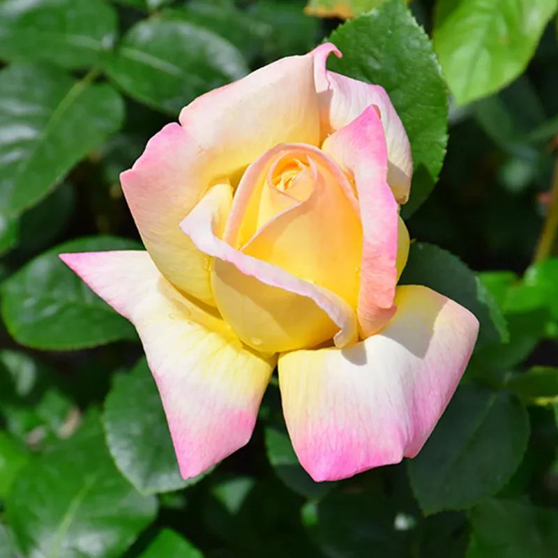 Peaceful Roses - The Messenger of Peace - Image 4