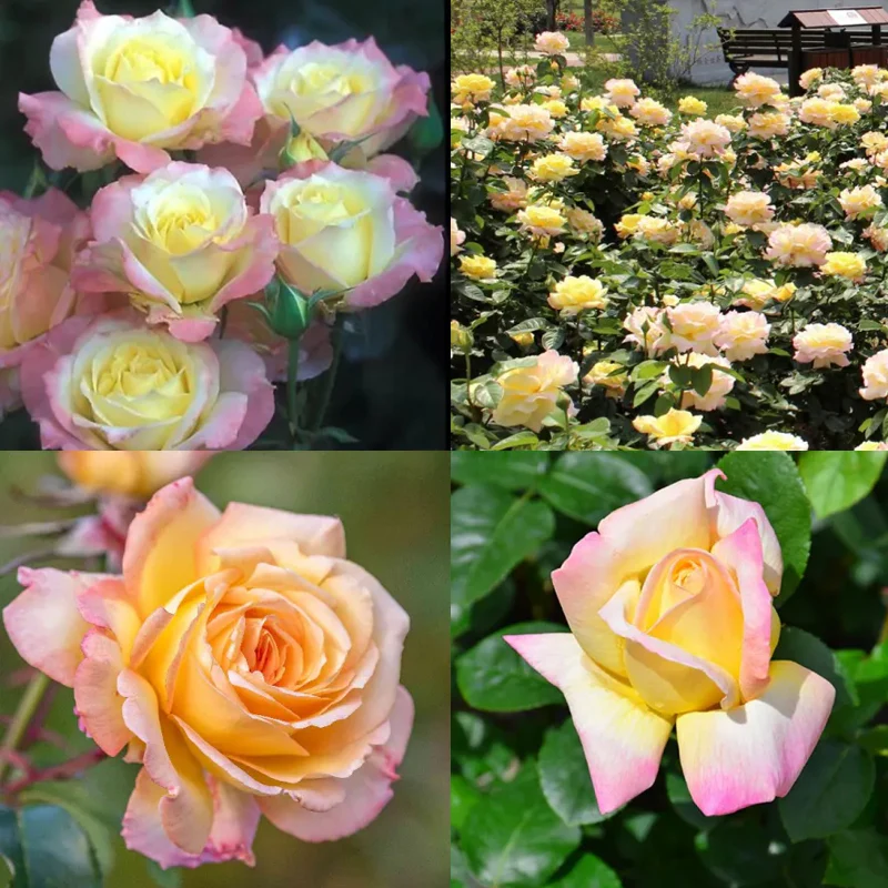 Peaceful Roses - The Messenger of Peace - Image 5