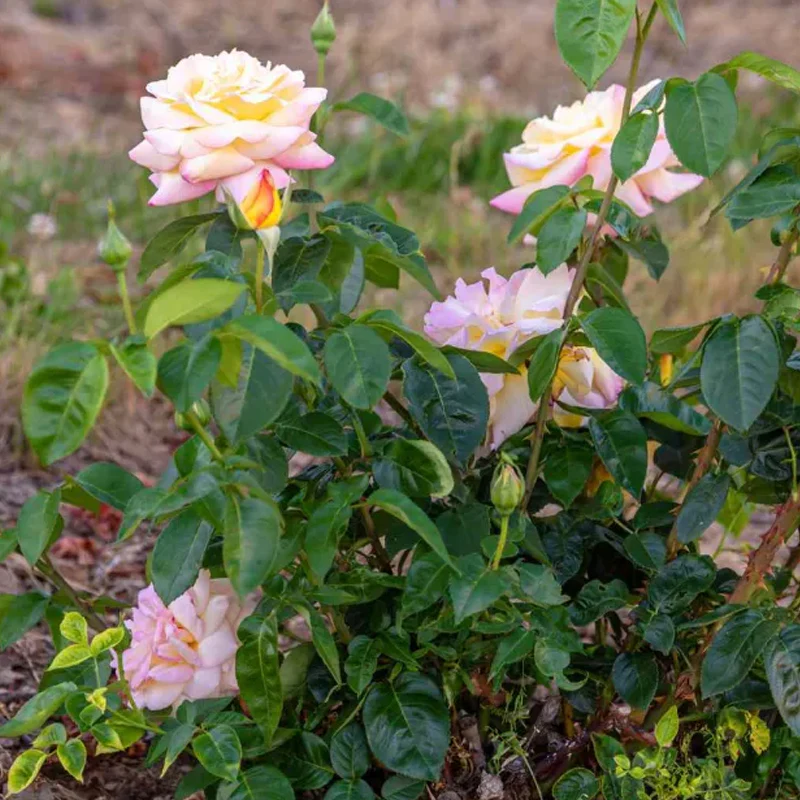 Peaceful Roses - The Messenger of Peace - Image 7
