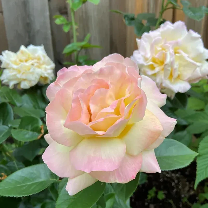Peaceful Roses - The Messenger of Peace - Image 9