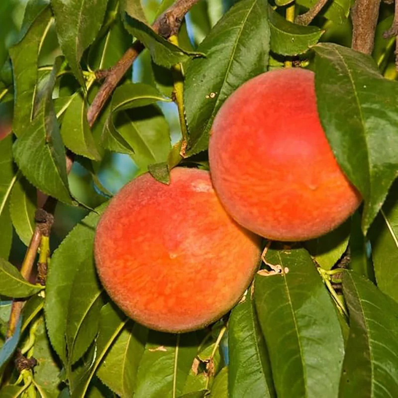 Peach Fruit Tree Prunus Persica Sweet Fruit Tree - Image 2