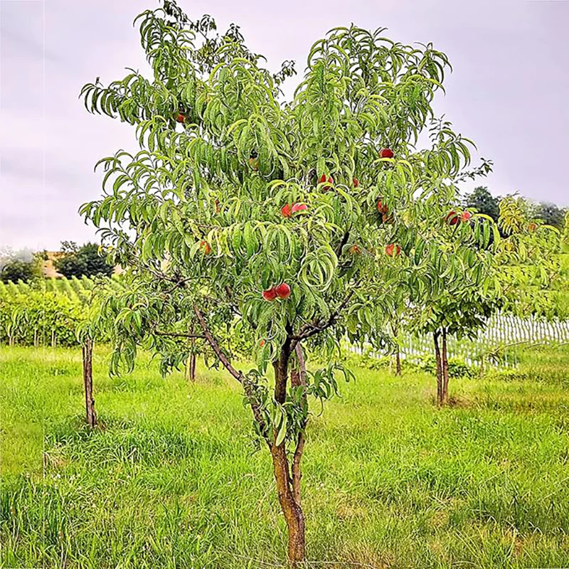 Peach Fruit Tree Prunus Persica Sweet Fruit Tree - Image 3