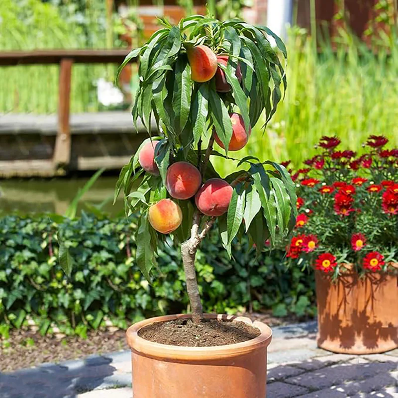 Peach Fruit Tree Prunus Persica Sweet Fruit Tree - Image 4