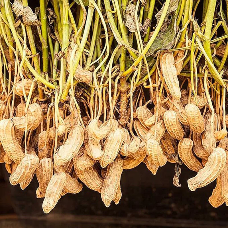 Peanut Seeds Non-GMO