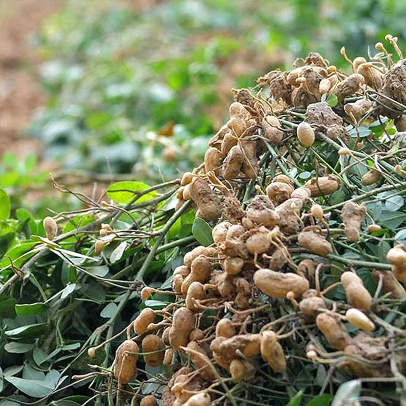 Peanut Seeds Non-GMO - Image 2
