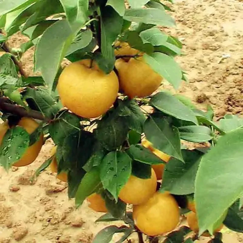 Pear Seeds Yellow Chinese Pear Tree Bonsai Seeds Sweet Delicious Exotic Fruit Seeds - Image 5