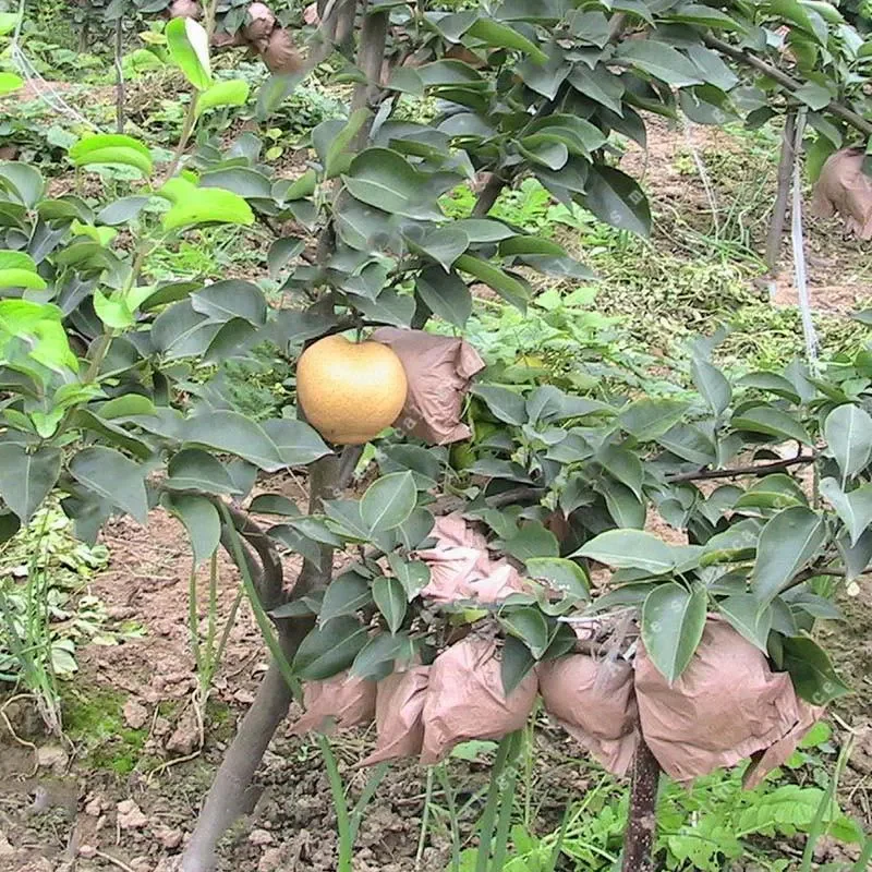 Pear Seeds Yellow Chinese Pear Tree Bonsai Seeds Sweet Delicious Exotic Fruit Seeds - Image 6