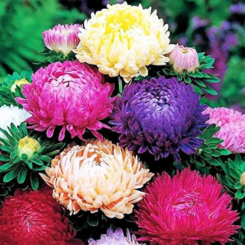 Peony Aster Mix for Planting - Image 3