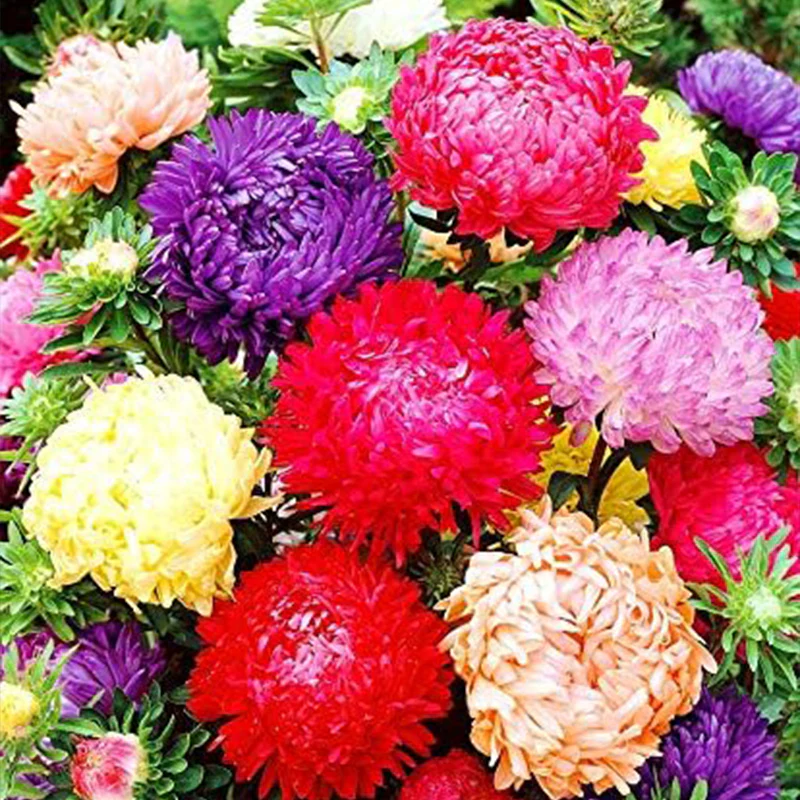 Peony Aster Mix for Planting - Image 4