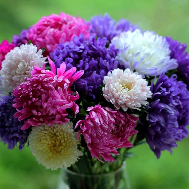 Peony Aster Mix for Planting - Image 5