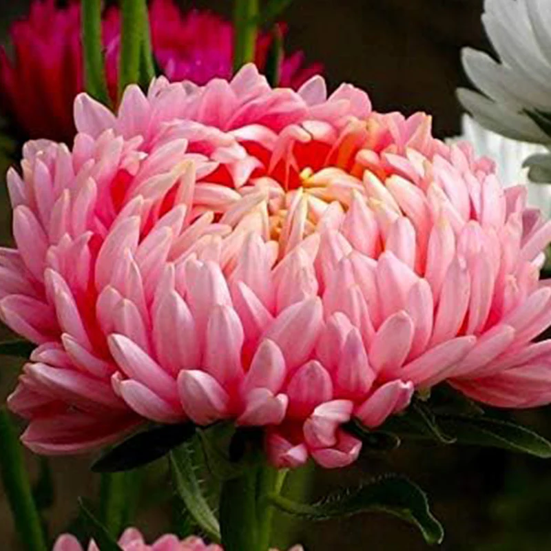 Peony Aster Mix for Planting - Image 6