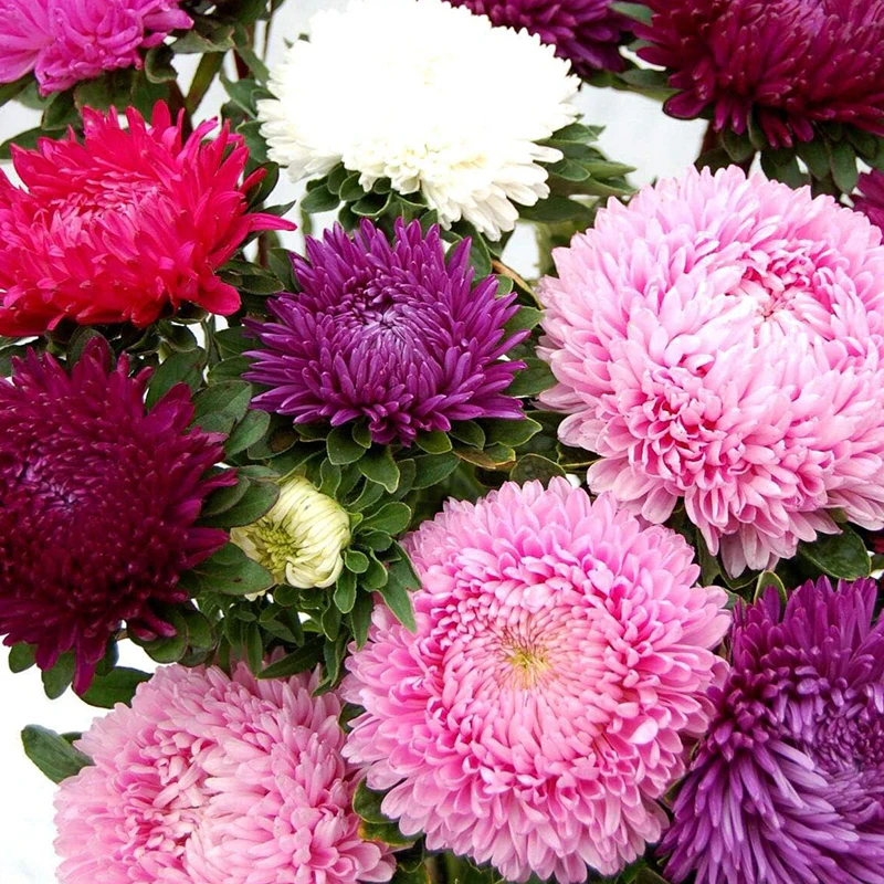 Peony Aster Mix for Planting - Image 7