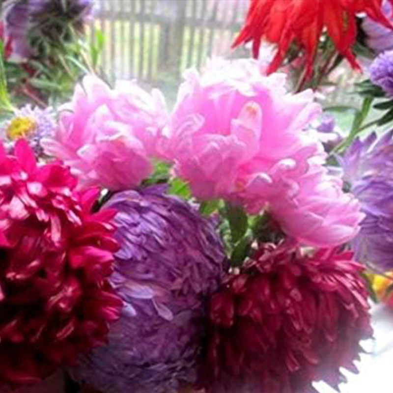 Peony Aster Mix for Planting - Image 9