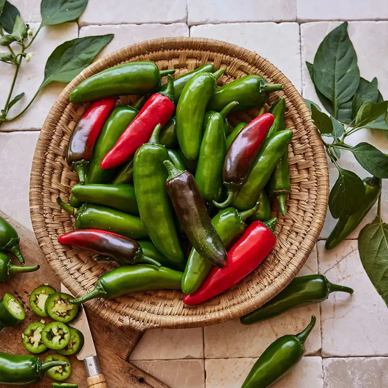Pepper, Hot Jalapeno, Pot-a-Peño Hybrid - Image 3