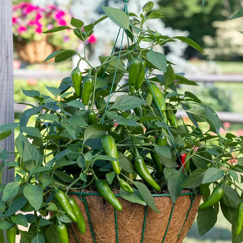 Pepper, Hot Jalapeno, Pot-a-Peño Hybrid - Image 4