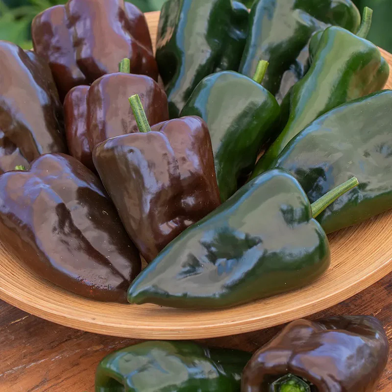 Pepper, Hot, Poblano (Ancho) - Image 3