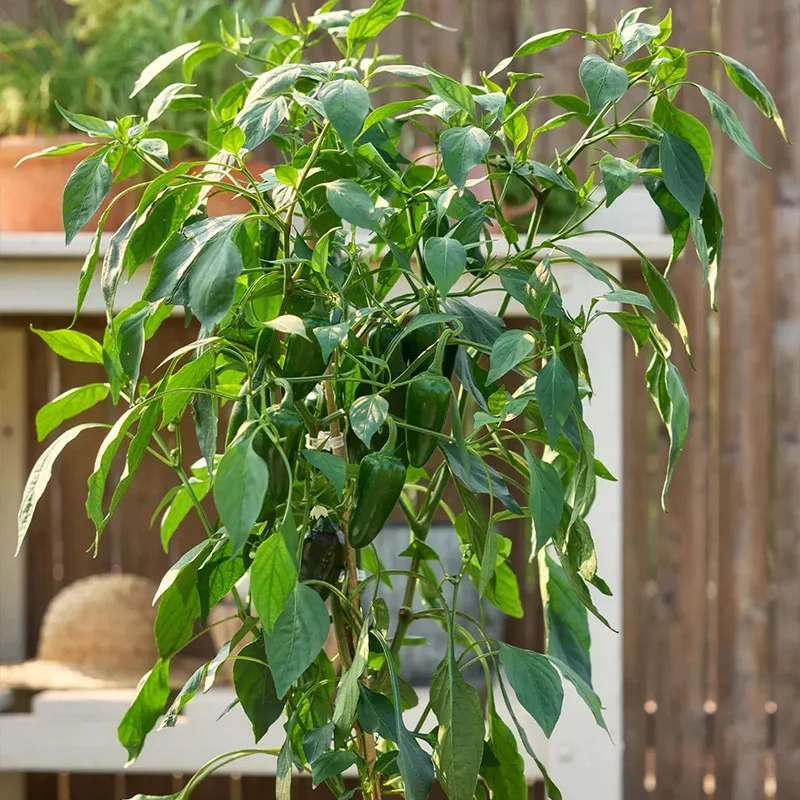 Pepper, Hot, Spice 'n Dice Hybrid - Image 4
