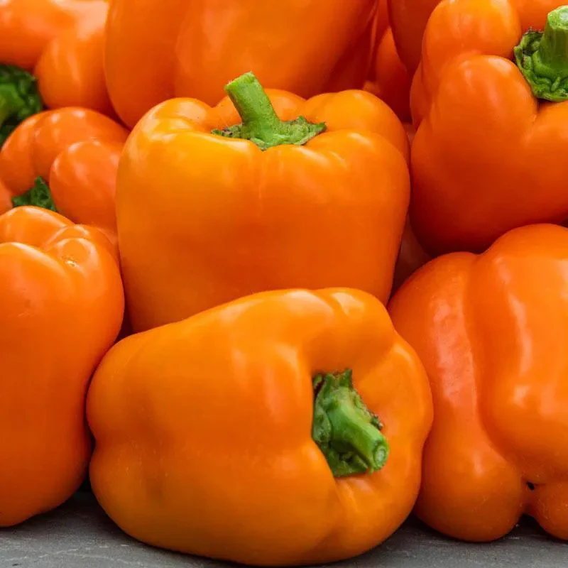 Pepper Milena F1 Organic - Image 2