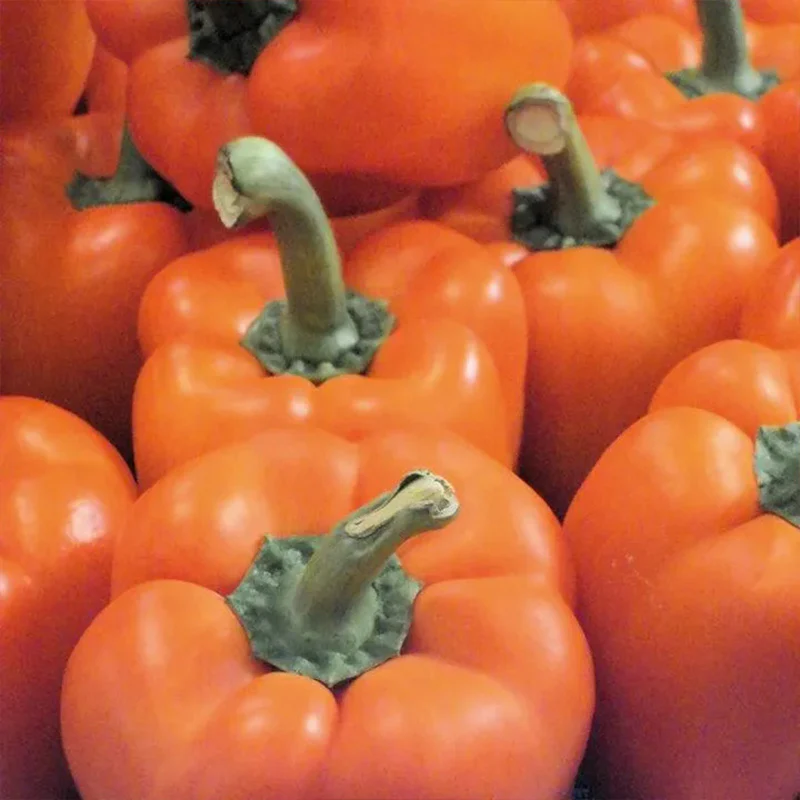 Pepper Milena F1 Organic - Image 3
