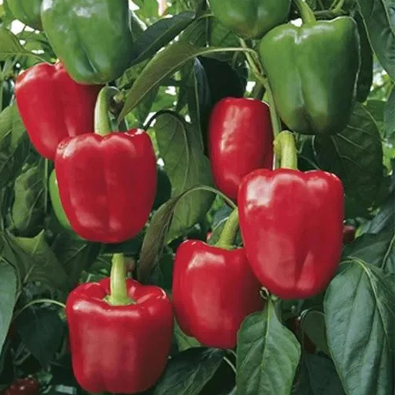 Pepper Sprinter F1 Organic - Image 3