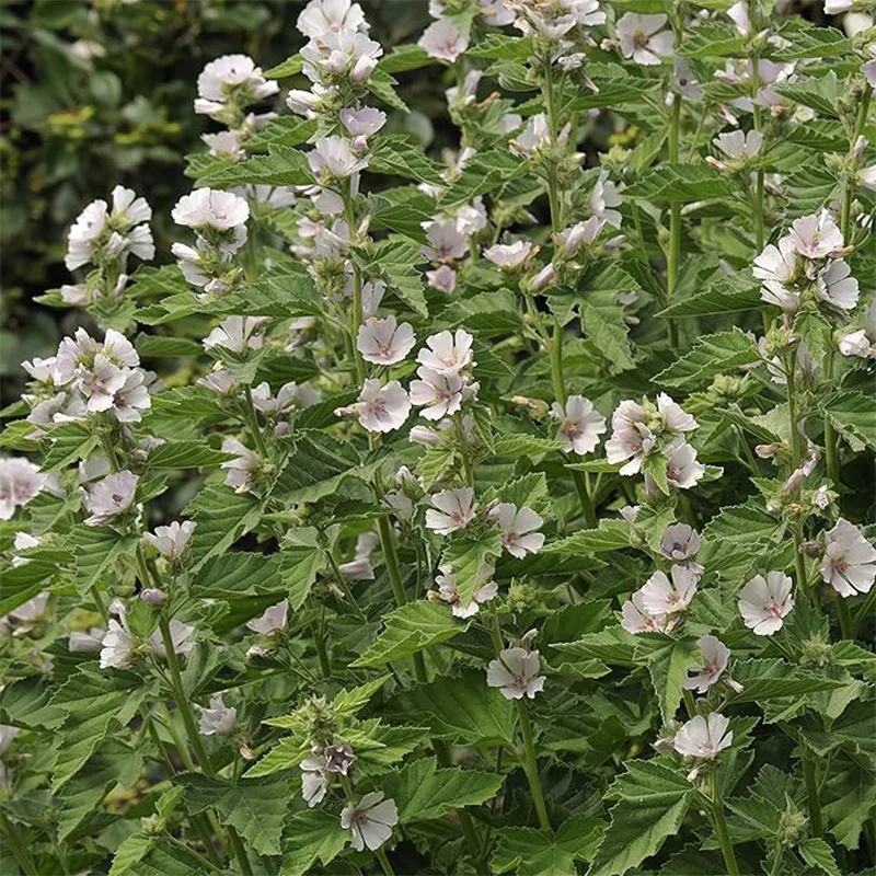 Perennial Althaea Officinalis Marsh Mallow Herb Garden Seeds for Planting - Image 3