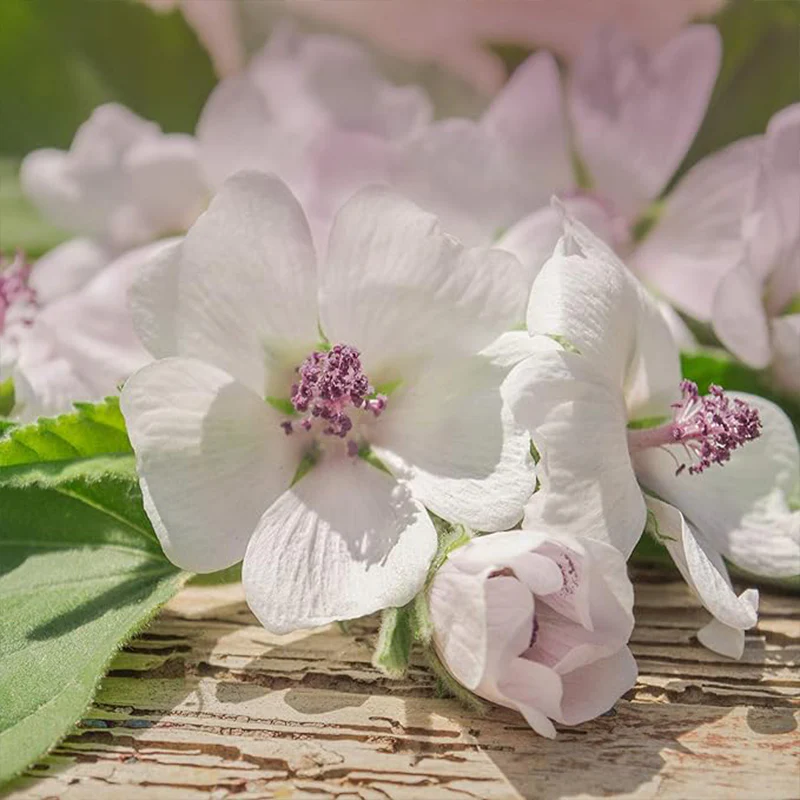 Perennial Althaea Officinalis Marsh Mallow Herb Garden Seeds for Planting - Image 4