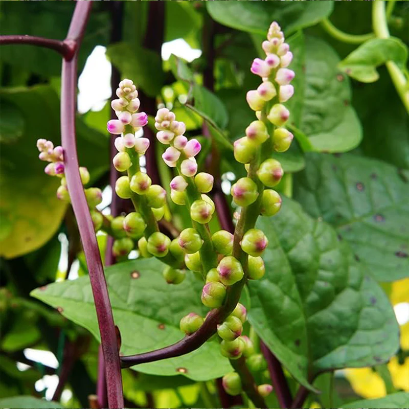 Perennial Basella Rubra Malabar Spinach Herb Seeds for Planting
