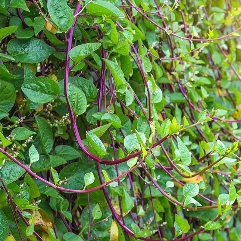 Perennial Basella Rubra Malabar Spinach Herb Seeds for Planting - Image 2
