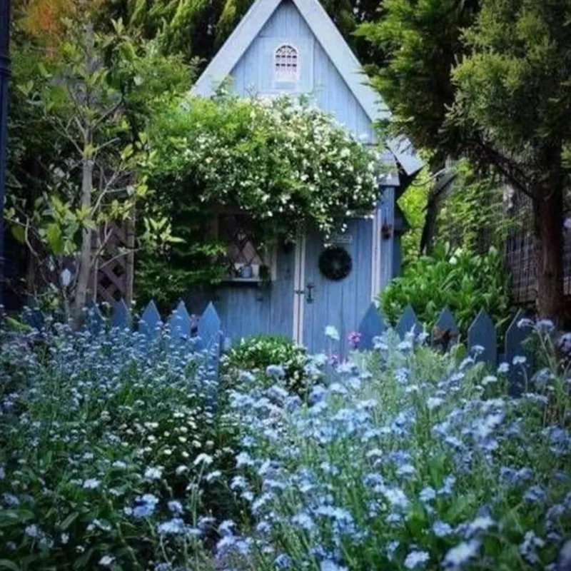 Perennial Blue Flax Seeds - Image 3
