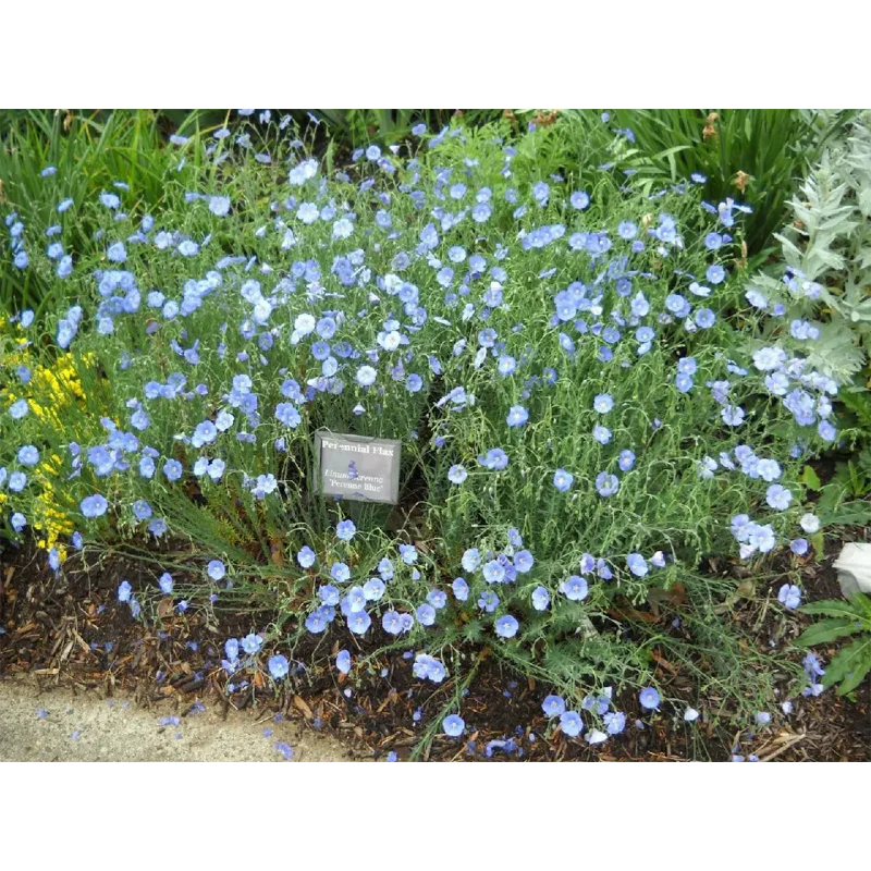Perennial Blue Flax Seeds - Image 4