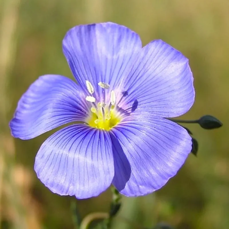 Perennial Blue Flax Seeds - Image 6