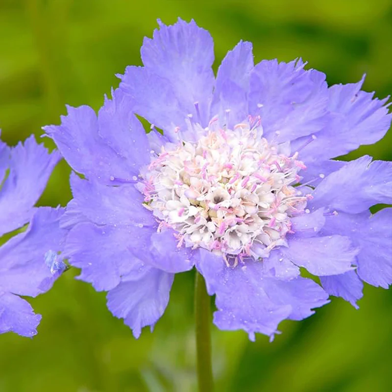Perennial Blue Scabiosa Pincushion Flower Seeds for Planting - Image 3