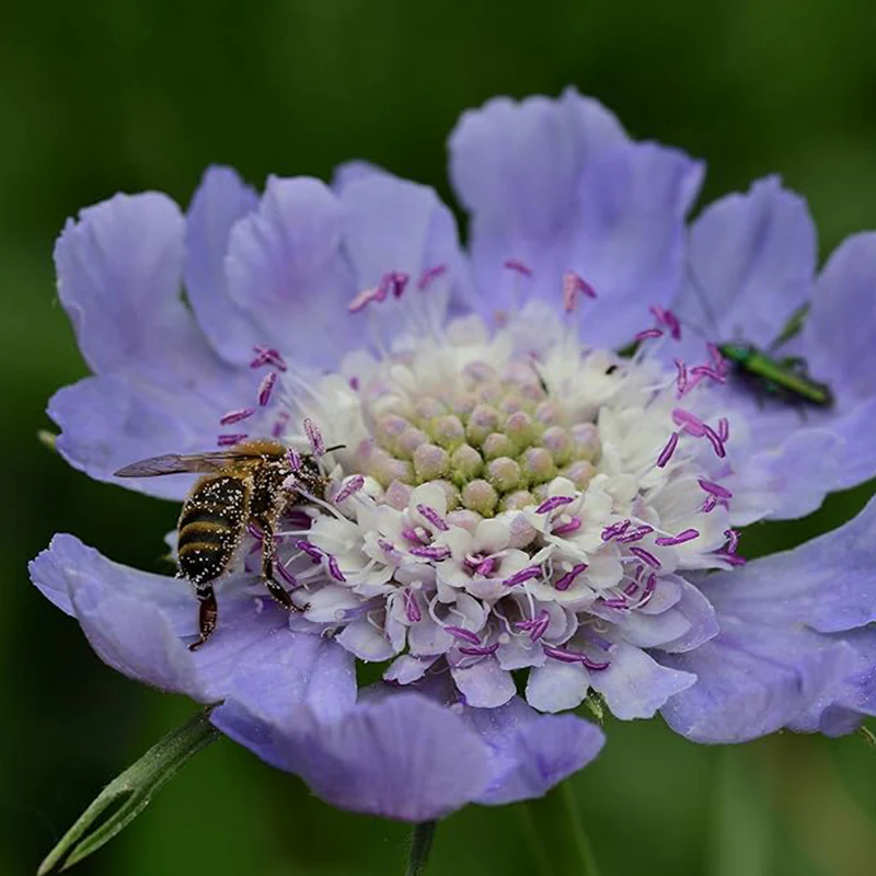 Perennial Blue Scabiosa Pincushion Flower Seeds for Planting - Image 4